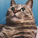 猫知道wwy