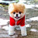 TheScottishFoldunderthefence