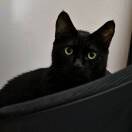 Asa