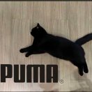 Asure的头像-STL下载网_3D打印模型网_3D模型库_3D打印模型素材_3D打印机