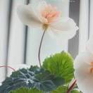 燕子