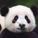 阿涛