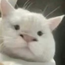 有汜