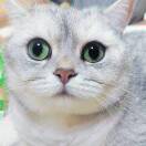 Jessy
