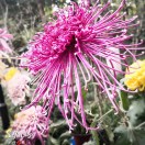 百花开罢我花开。