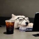 纽约(纽约州)求租