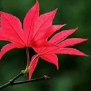 明月亮亮的头像-博士钣金 - www.bsbanjin.com