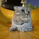 +щχsメo ｜究瑞