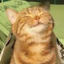 用户头标