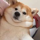 单身dog