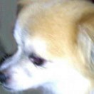 Profile picture of 刘斯嘉