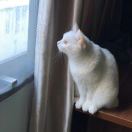 梁