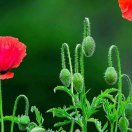 券妈妈会员: 刘传玉