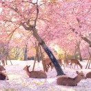 安迪济慈的头像-熵减岛