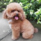 yazwb的头像-听书迷