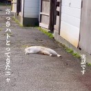BrAiny-棉花糖网络安全资源站