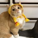 苹果
