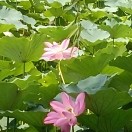 荷花池的头像-拟人圈