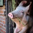 Nerv的头像-风行者社区