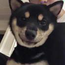 开出租车的出租车司机.