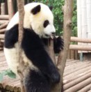 黄克玲的头像-熵减岛