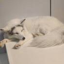 兰思彤的头像-云幻聚×开服云官方网站