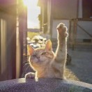 YuSheng199（投诉双封）