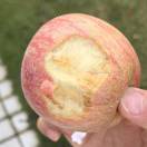 AAAA水果批发。的头像-手游资料站