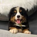 Crystal Plaza转租&房东直租