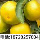 noxGXeFC