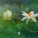 安静的海-华闻时空