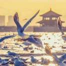 日辰食品赵卫亮