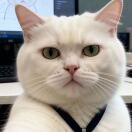 Lady Nicolson Court转租&房东直租