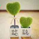 A-澳洲正品代购 椴树蜂蜜