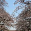 扫叶居士