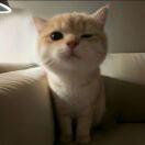 Tinino