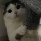 三嘤战吕布的头像-cg男孩