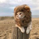 大萌猫
