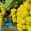 吴张怀水果采摘园13500505796