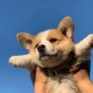 rokig的头像-白川技术站