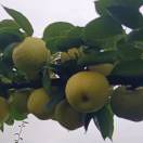 A恒丰黄金梨王仁炘18383106576