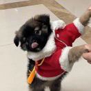 黑黑