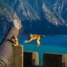 齐天大猴子
