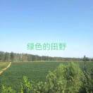 绿色的田野 