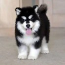 勇敢的心的头像-cg男孩