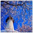 梦里花香飘梦外