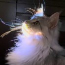 猛踹瘸子那条好腿
