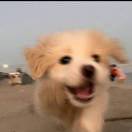 暴躁的奶盖