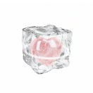 冰镇小宇宙的头像 - 校园论坛