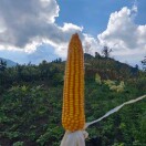 李老板18182738161 生姜玉米